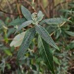 Buddleja globosa Levél