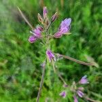 Cleome allamanii 果實