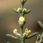 Salsola longifolia Flor
