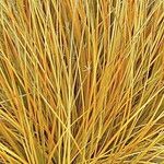 Ficinia spiralis Hoja