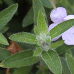 Ruellia tuberosa Liść