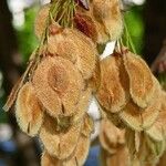 Ulmus laevis Fruit