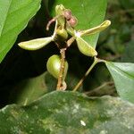 Rinorea hummelii Fruit