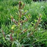 Chenopodium rubrum Hábito