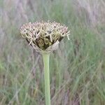 Allium cyrilli Flower