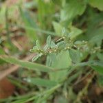 Polygonum plebeium Plante entière