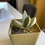 Pleiospilos simulans Hoja
