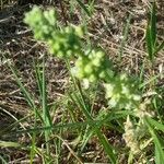 Asclepias stenophylla Blüte