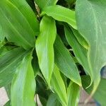 Sasaella ramosa Leaf