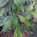 Barleria prionitis Leaf