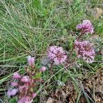 Valeriana tuberosa Staniste