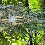 Brassavola cucullata Blomma