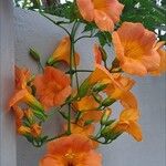 Campsis radicansFloro