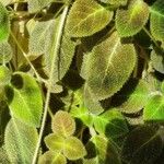 Episcia lilacina Hoja