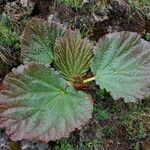 Rheum nobile Leaf