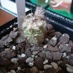 Pilosocereus leucocephalus Leaf
