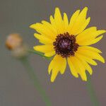 Coreopsis leavenworthii Flor