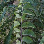 Ulmus rubra Leaf