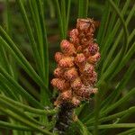 Pinus pinea Kukka