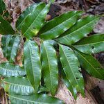 Podonephelium concolor Blatt