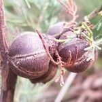 Callitris monticola Fruit