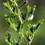 Asplenium fissum Frukto