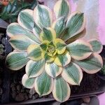 Aeonium decorum 葉