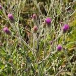 Gutenbergia rueppellii Flor