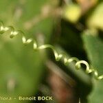Bryonia verrucosa Otro