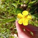 Helianthemum nummulariumFlor