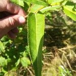 Senecio hercynicus Leaf