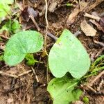 Dichondra carolinensis Feuille