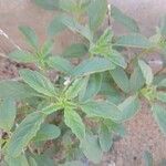 Amaranthus albus Folla