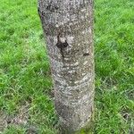 Alnus cordata Rusca