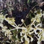 Mercurialis tomentosa 花