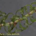 Elodea nuttallii Hoja
