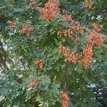 Koelreuteria paniculata Hábito