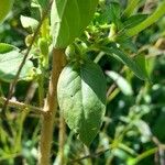 Oenothera parviflora ഇല