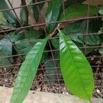 Synsepalum dulcificum Leaf