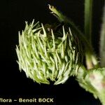 Medicago intertexta Fruto