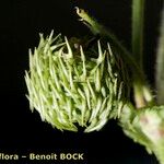 Medicago intertexta Fruit