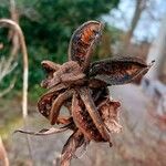 Paeonia mascula Fruit