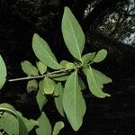 Diospyros acapulcensis Blad