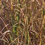 Themeda triandra Libunga