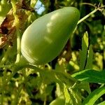 Cyclanthera pedata Fruit