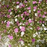 Gypsophila muralis Fula