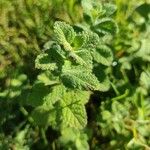 Mentha x rotundifoliaFeuille