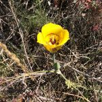 Calochortus clavatus Flower