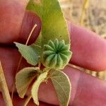 Abutilon indicum Φρούτο