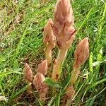 Orobanche caryophyllacea Хабит
